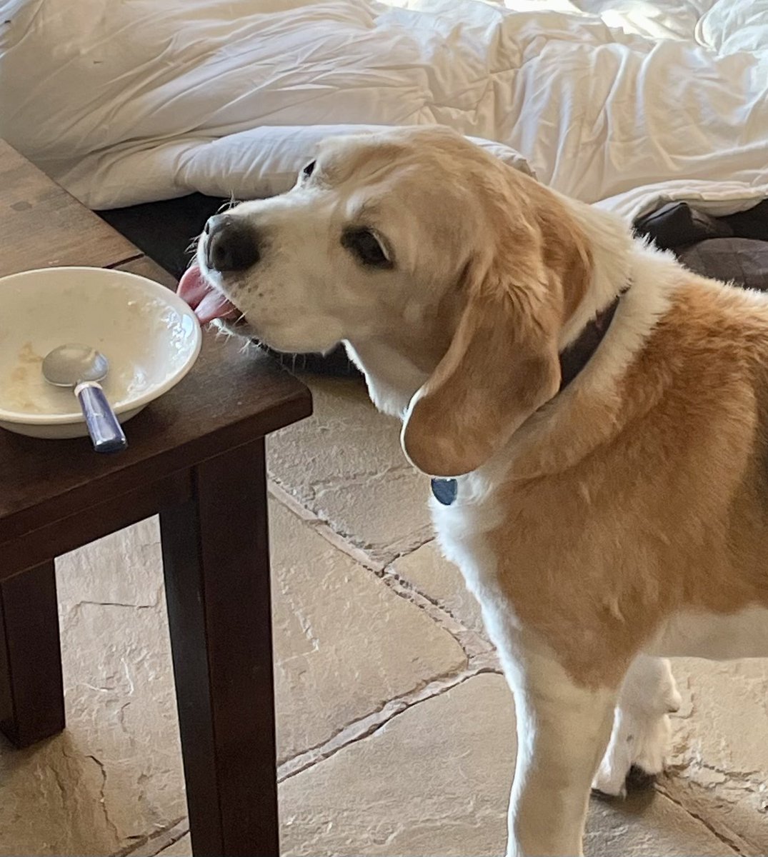 I iz Sam and I iz firteen 🐶