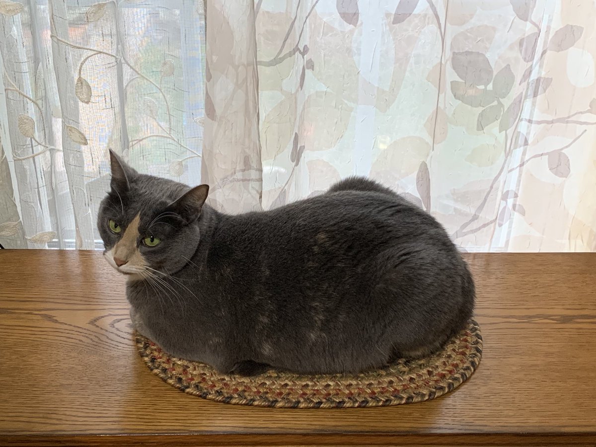 iagirl61's tweet photo. Happy #Caturday from Baby T (Tillie)
“If I fits, I sits!” https://t.co/n2EagJBQEx