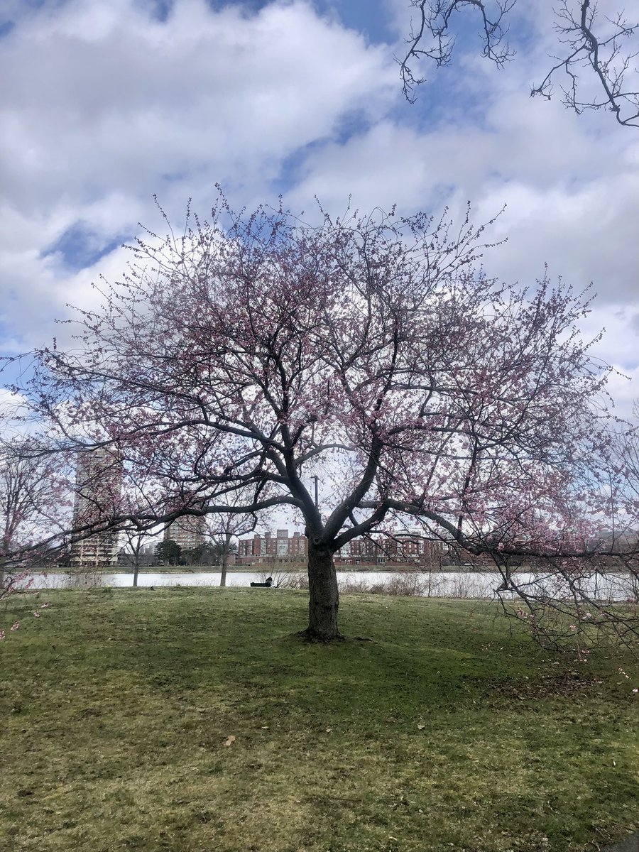 Emjay1028's tweet photo. The #SpringFever is real! And there’s no place I’d rather run today than along the gorgeous #Esplanade #ViewFromMorningRun #Boston #SaturdaySun https://t.co/h2wns7LvQH