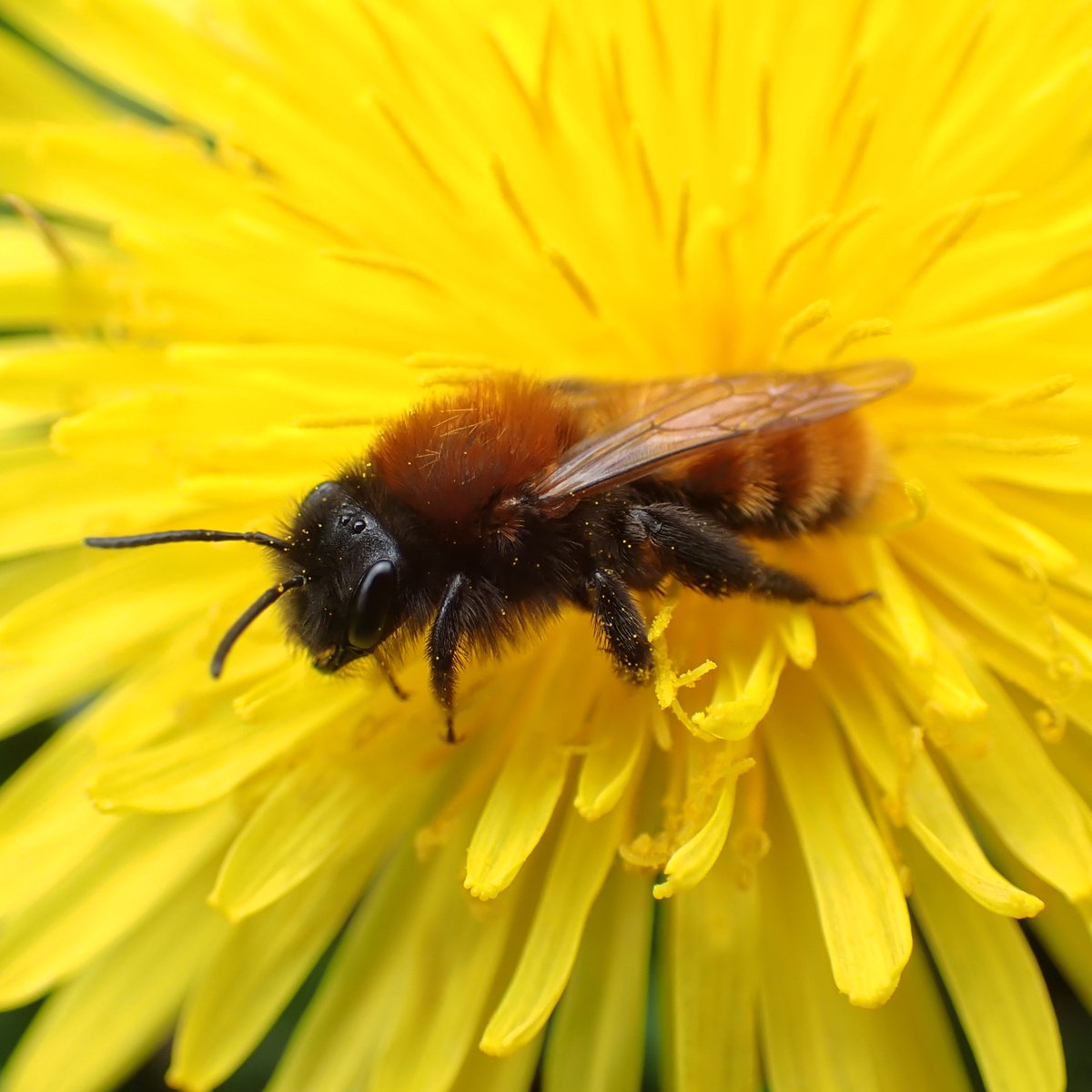 bumble_being's tweet photo. It's so lovely seeing Tawny Mining Bees (Andrena fulva) out and about again! 🦊 #Spring https://t.co/KB9vV2N0HP