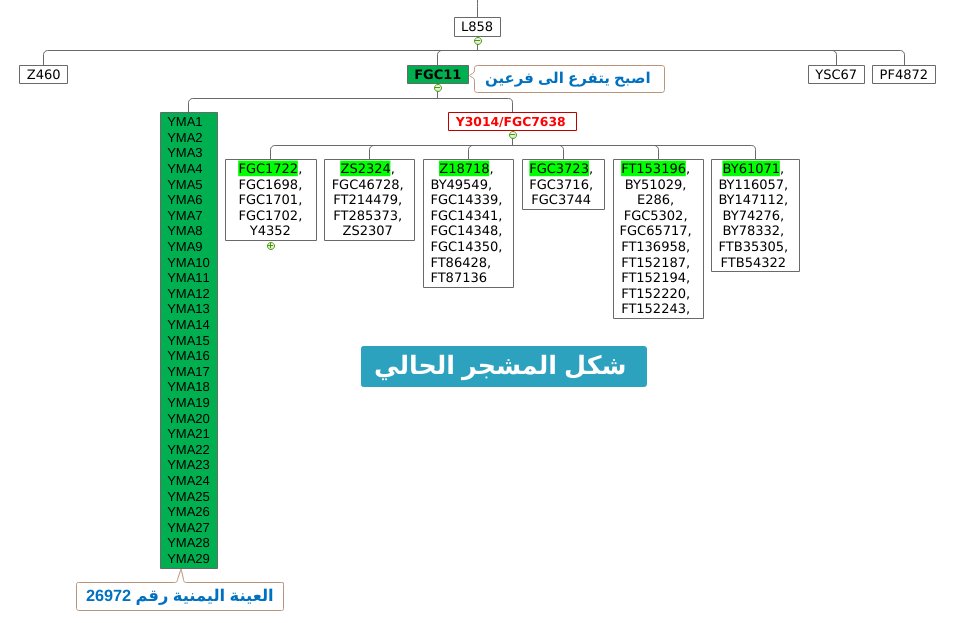 جينات اليمن Yemen's genes tweet media