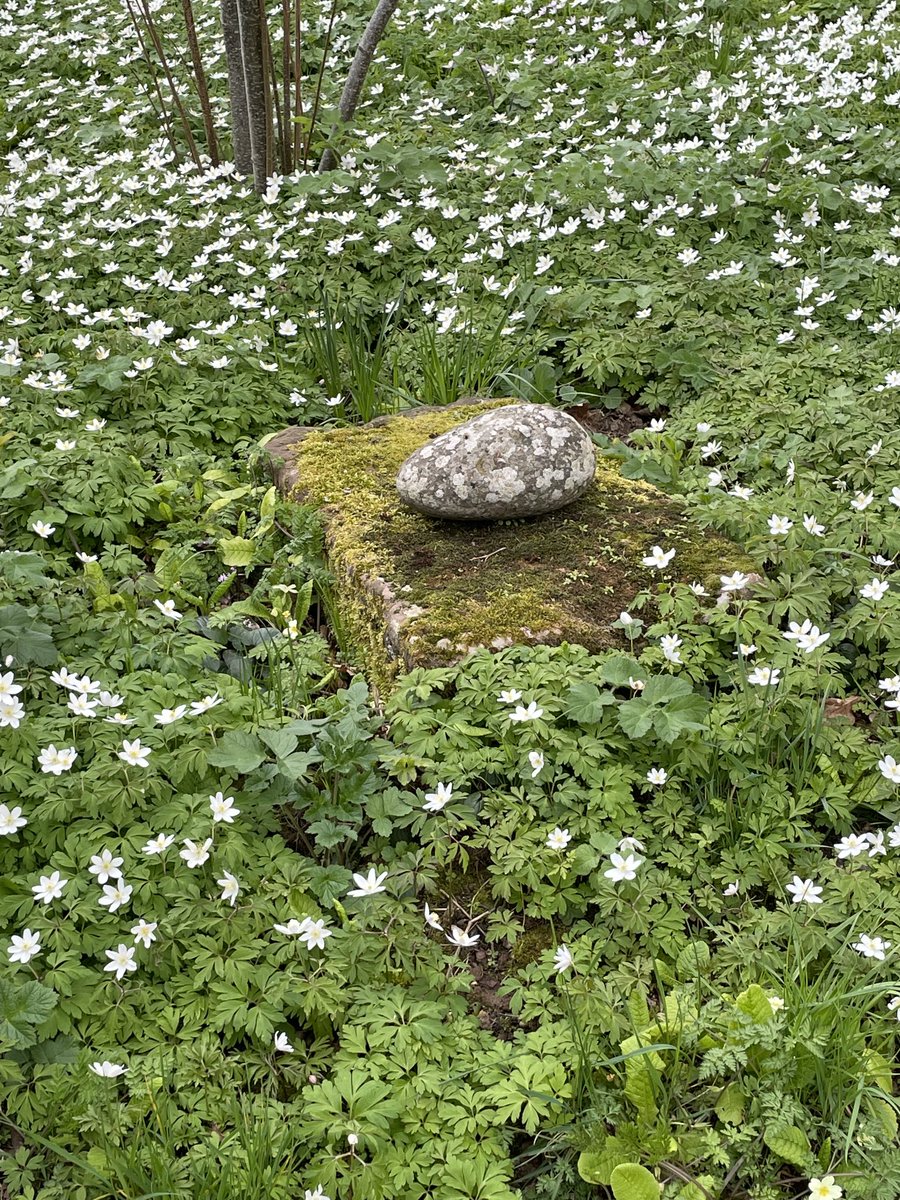 Nigel’s grave sitting in a sea of wood anemones