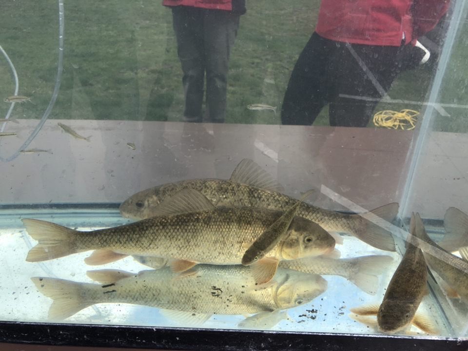 afs_uiuc's tweet photo. Great day volunteering at Boneyard Creek Community Day! Our members helped clean up trash from the creek and provided educational outreach on fishes with @GEEBatUIUC 🐟🐠🎣

 @cityofurbana @champaigncity @UofIllinois @AmFisheriesSoc https://t.co/zkC1fXKNGU
