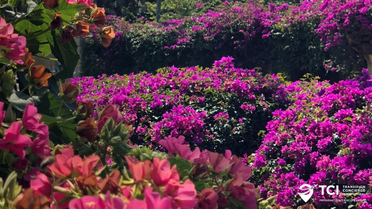 TCIPrepat's tweet photo. Learn more about how permaculturists are growing their sustainable, organic gardens in Ecuador. 
https://t.co/EUZOR9G9hT 

For more expat tips, subscribe to https://t.co/9SVCQiNXcX for expert advice 
#expattips #saturdayvibes #ecuador #sustainable #garden https://t.co/8FrYo7hKE4