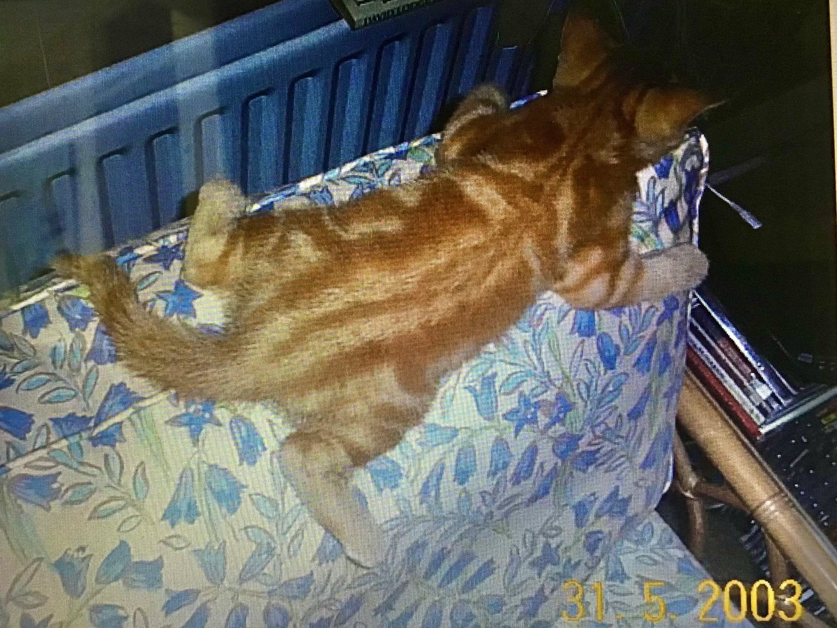 skylark22BHC1's tweet photo. For #Caturday thought I’d show you how Barley liked to sleep on top of the back of the sofa when he was 3 months old.  Poor quality photo, but it does show the unusual markings on his back - I always saw it as an arrow. xxx #ripbarley #stillmissyou #CatsOfTwitter #CatsOnTwitter https://t.co/RDq5kKQdxh