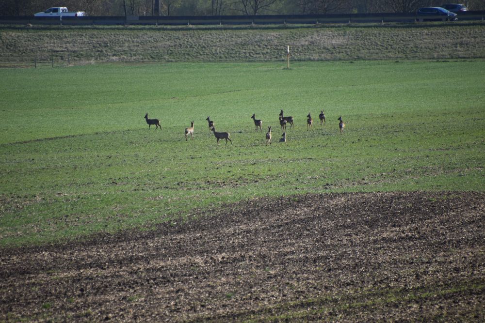 scheffie's tweet photo. Die Gegend könnte man auch Rehhessen statt #Rheinhessen nennen. #Rehe zwischen #Laubenheim und #Bodenheim https://t.co/MjBjGccox7