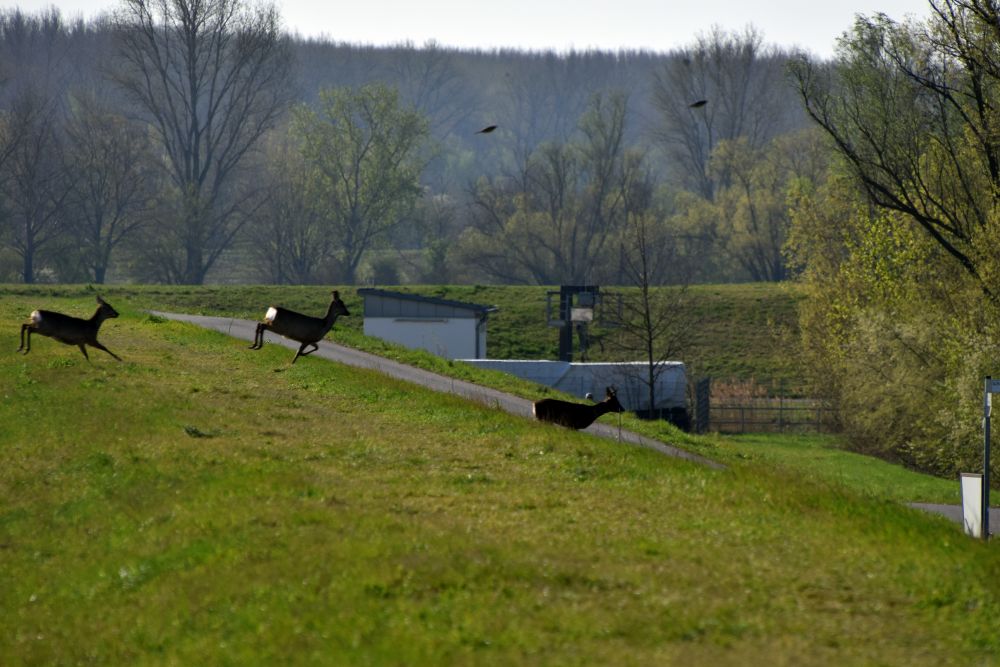 scheffie's tweet photo. Die Gegend könnte man auch Rehhessen statt #Rheinhessen nennen. #Rehe zwischen #Laubenheim und #Bodenheim https://t.co/MjBjGccox7