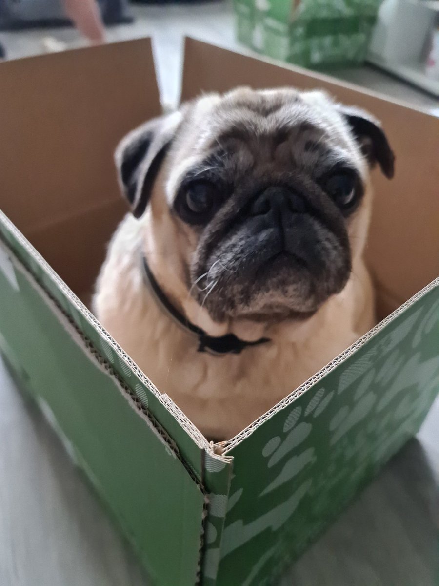 Pug in the box #dogs #pugs #dogsoftwitter #pugsoftwitter