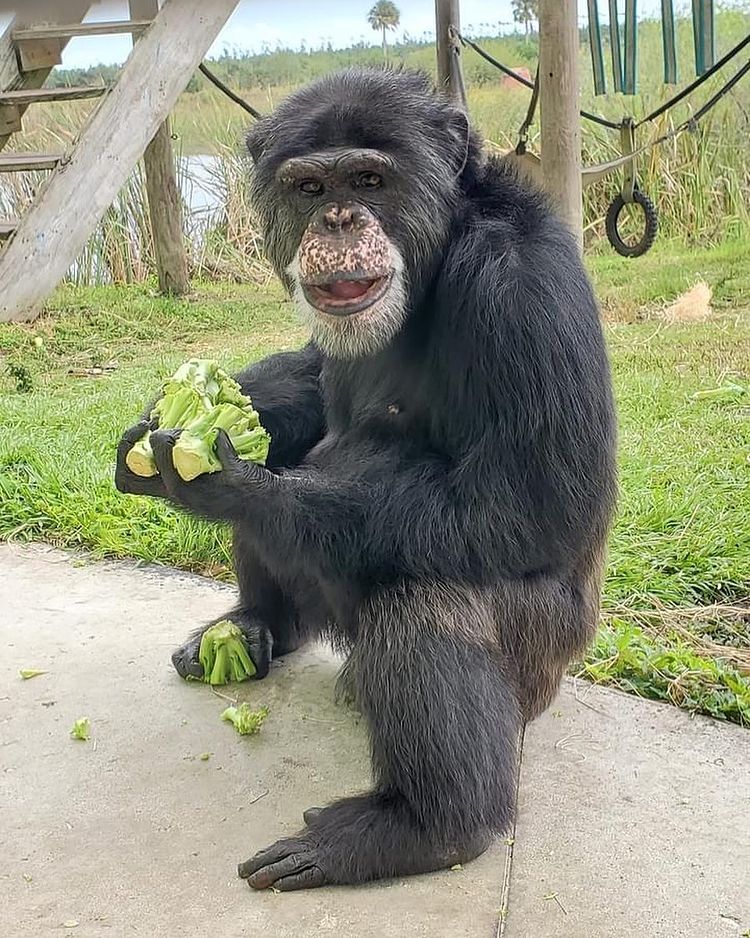 Chimps Daily tweet media