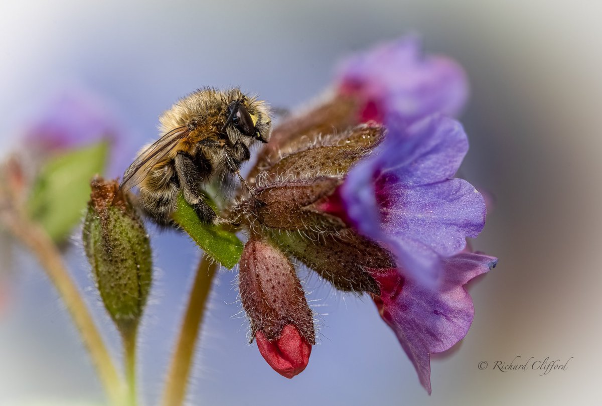 Richard Clifford 🇬🇧 tweet media