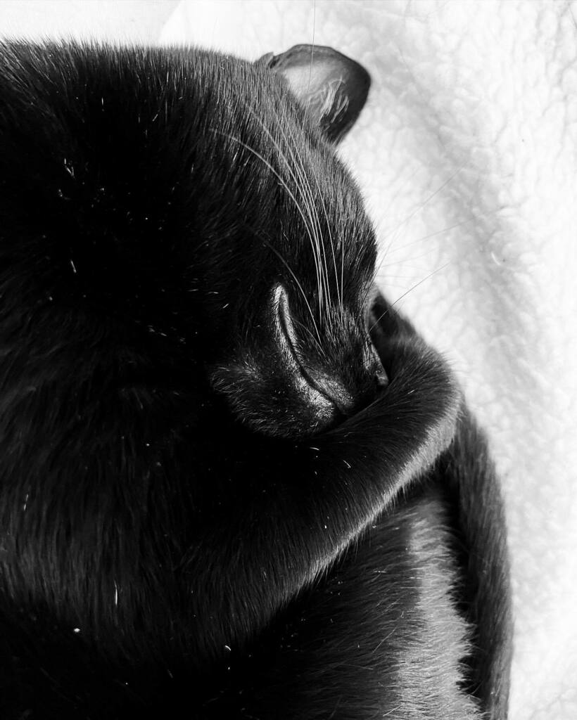 PersuasiveCat's tweet photo. Basil is content 💕Happy Caturday ❤️

#howtoarguewithacat #cat #cats #catsofinstagram #blackcat #blackcatsofinstagram #blackcats #sleepycat #sleepingcat #sleepycats #smilingcat #smilingcats #cutecats #cutecat #crazycatlady #catlover #catlovers #catlov… https://t.co/A4xB0RVEgM https://t.co/kT7CRdVgCk
