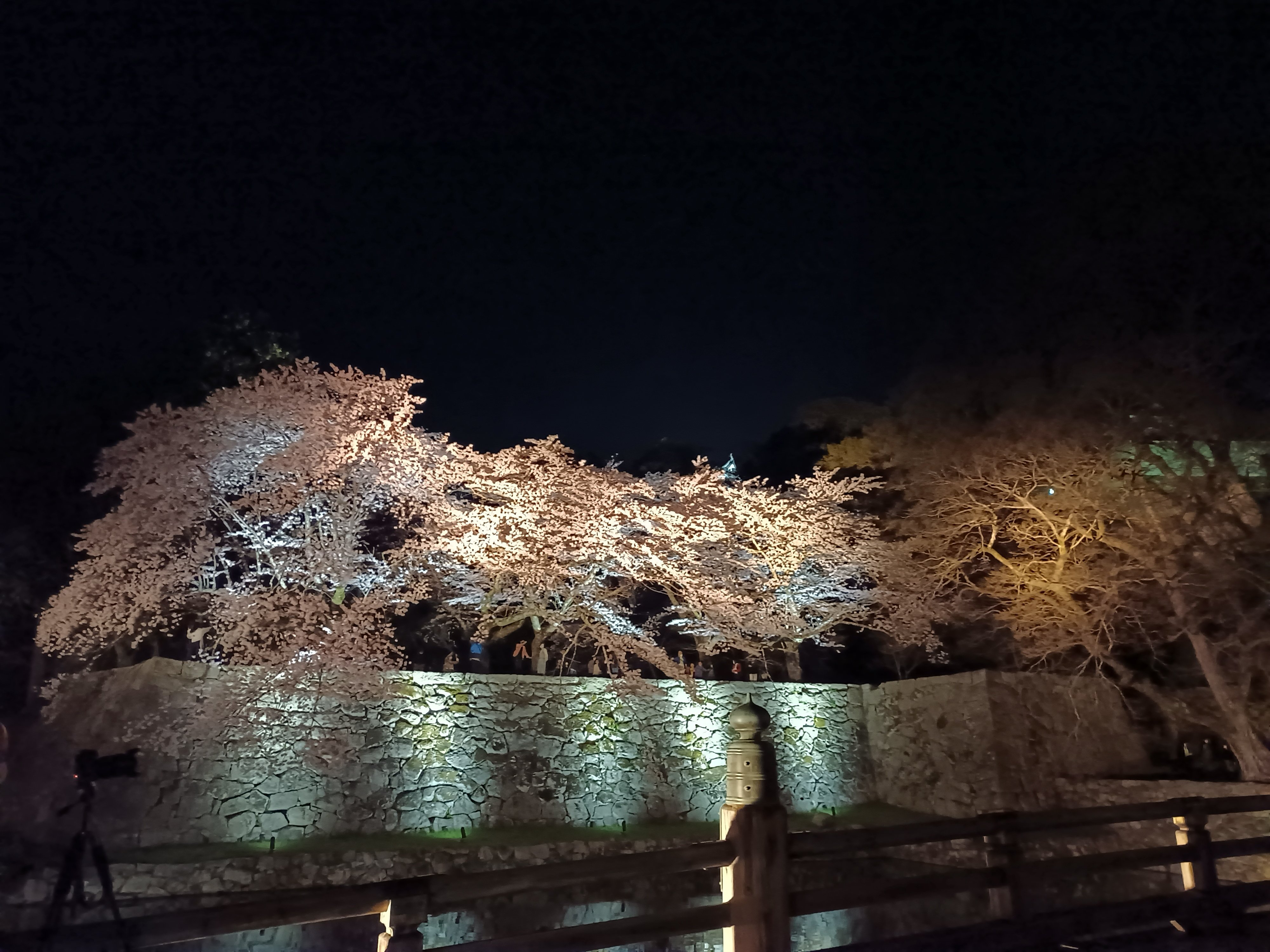 彦根暮らしnote 彦根城の夜桜 大手門橋からのライトアップされた桜です 彦根城 桜ライトアップ 大手門橋 T Co Wrczxnbmrd Twitter