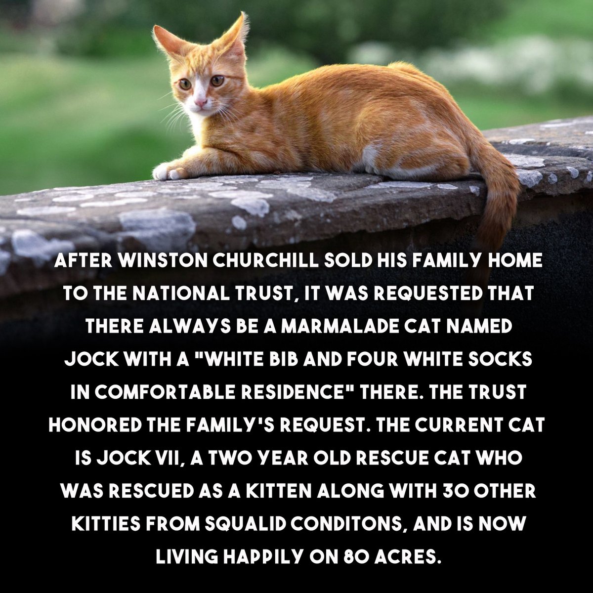 Did you know this? 👍😺🧡

#winstonchurchillday #CatsOfTwitter #marmaladecat #jock