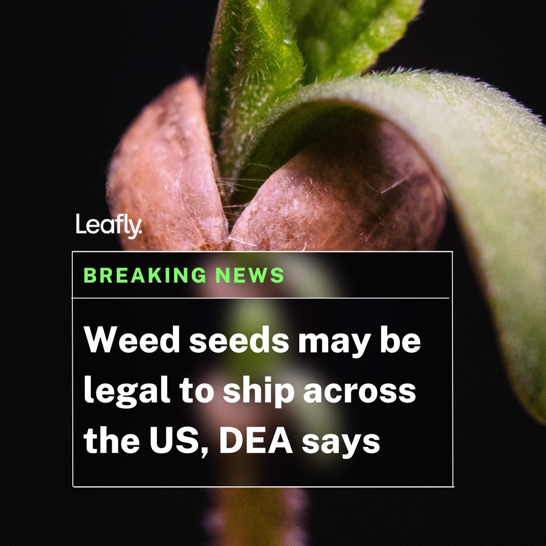 Leafly's tweet photo. BIG NEWS: cannabis growers may be able to get their seeds from all over the country now and not have to worry about breaking federal law. 
🌱 https://t.co/ldIsTq90Hm 🌱 https://t.co/k7js69mrJQ