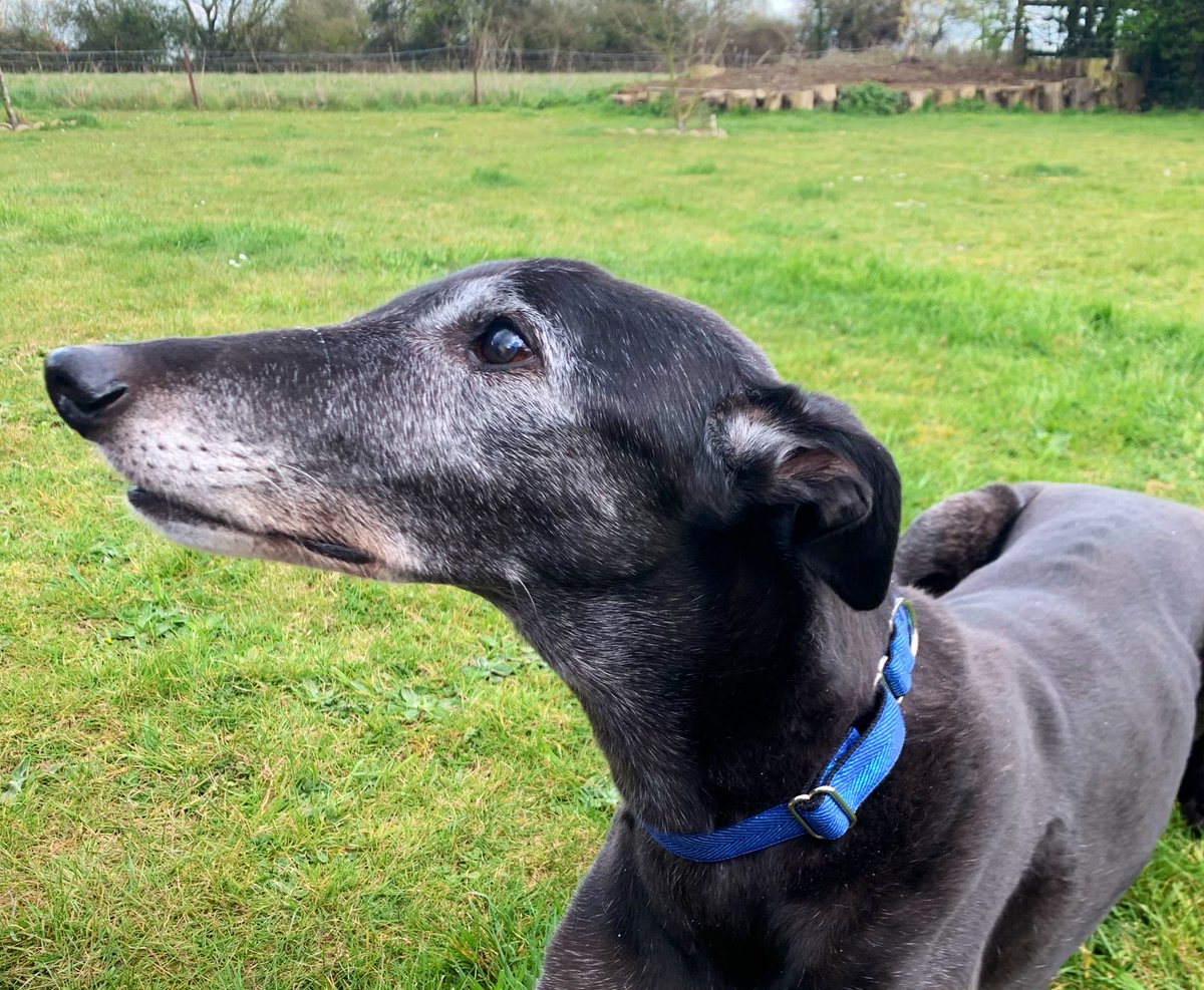 BonesNorah's tweet photo. 12 and a ¼ and he’s still cantering like a clothes horse! 
Donnie is showing off his new collar from @amberhounds 
He is a supermodel! https://t.co/rfE3BuQqv2