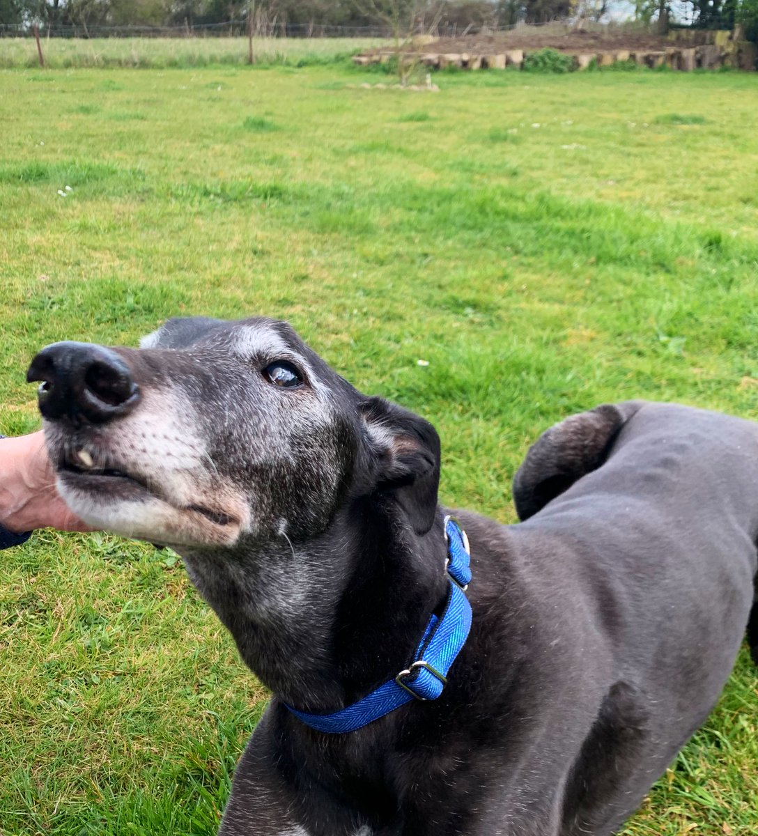 BonesNorah's tweet photo. 12 and a ¼ and he’s still cantering like a clothes horse! 
Donnie is showing off his new collar from @amberhounds 
He is a supermodel! https://t.co/rfE3BuQqv2
