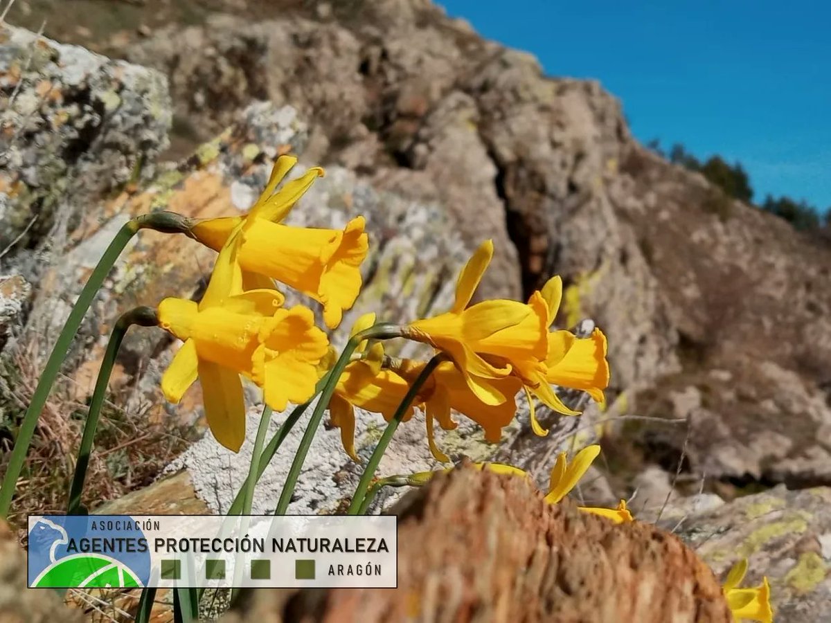 aaffaragon's tweet photo. #AgentesProtecciónNaturaleza  localizan una buena población de Narcissus eugeniae en la Sierra de Vicor, desconocida hasta ahora. Se trata de un endemismo del Sistema Ibérico.
#Biodiversidad #Calatayud #felizsabado https://t.co/q8OlFntZ7b