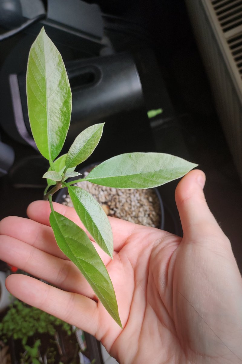 kmotra_liska's tweet photo. #MiniMango tentokrát fotit nebudu, je hodně citlivé na světlo, kterého není moc, a tak stagnuje - žádná změna 😐.
#LosAvocados: very najs bjutifl. První z dvojice jsem musela narychlo zasadit poté, co mi spadlo při čištění na zem a odloupla se půlka pecky. Teď už přežije všecko😅 https://t.co/qPa41sBJaR