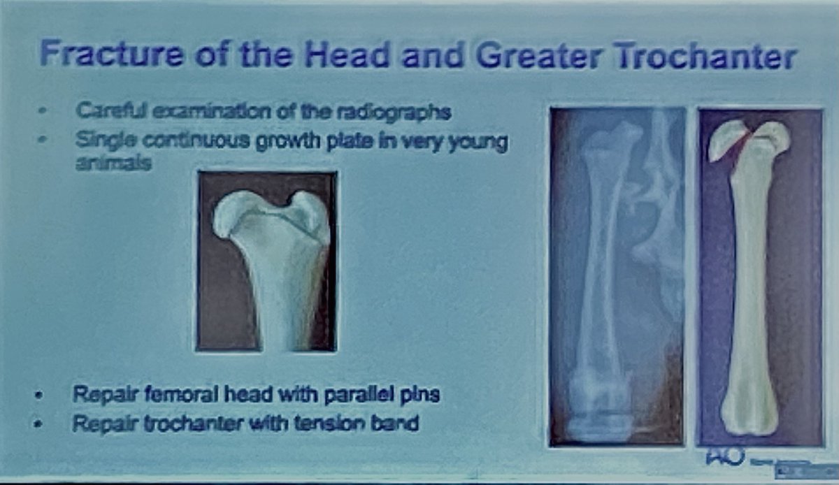 KarenlperryK's tweet photo. Dr. Noel Moens is presenting on proximal femoral fractures this morning at #triplevet22 - in young dogs always evaluate your radiographs carefully! Simultaneous fracture of the capital physis and greater trochanter is not uncommon! @aovetna https://t.co/tmqczfStyP