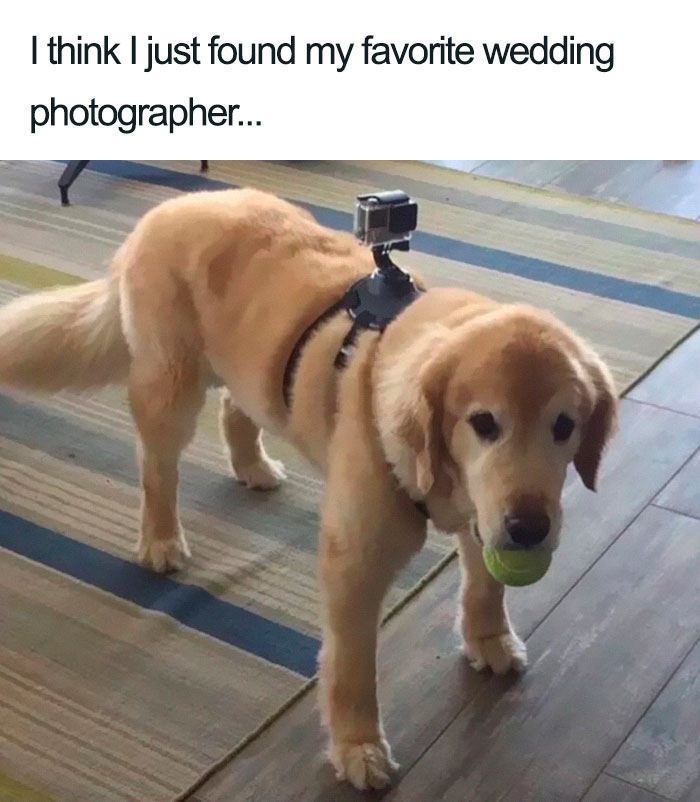 Would you have a good boy be your wedding photographer? bit.ly/3q9JLU7