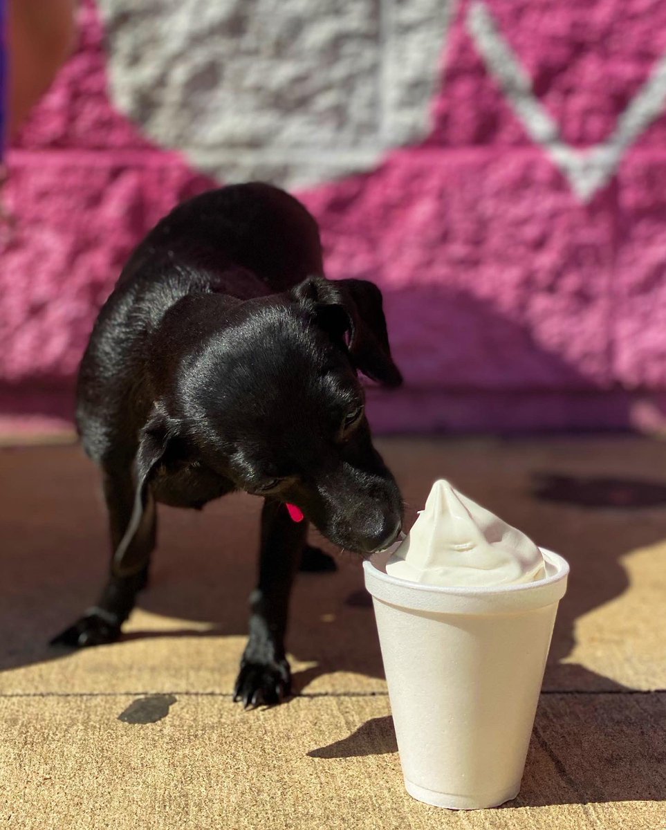 ConesJerry's tweet photo. Jerry’s pups are our favorite customers🐶💓 Come spend this beautiful Saturday at Jerry’s and don’t forget to get a pup cup for your furry friends!
•
•
•
#jerryssnocones #jerryslovesmemphis #choose901 #memphiseats #supprtlocal #memphisrestaurant #eatlocal #dogdays #memphis https://t.co/jo0RDlCZIF
