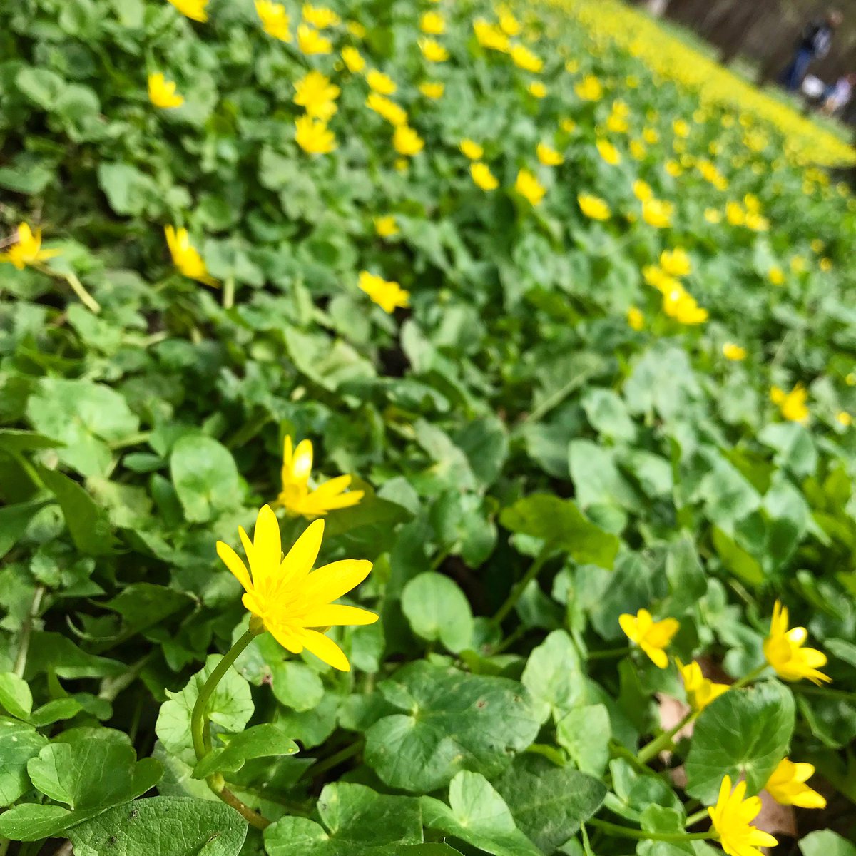 SweMetalChef's tweet image. Sea of gold. :) #spring #rebirth #flowers #bloom #beauty