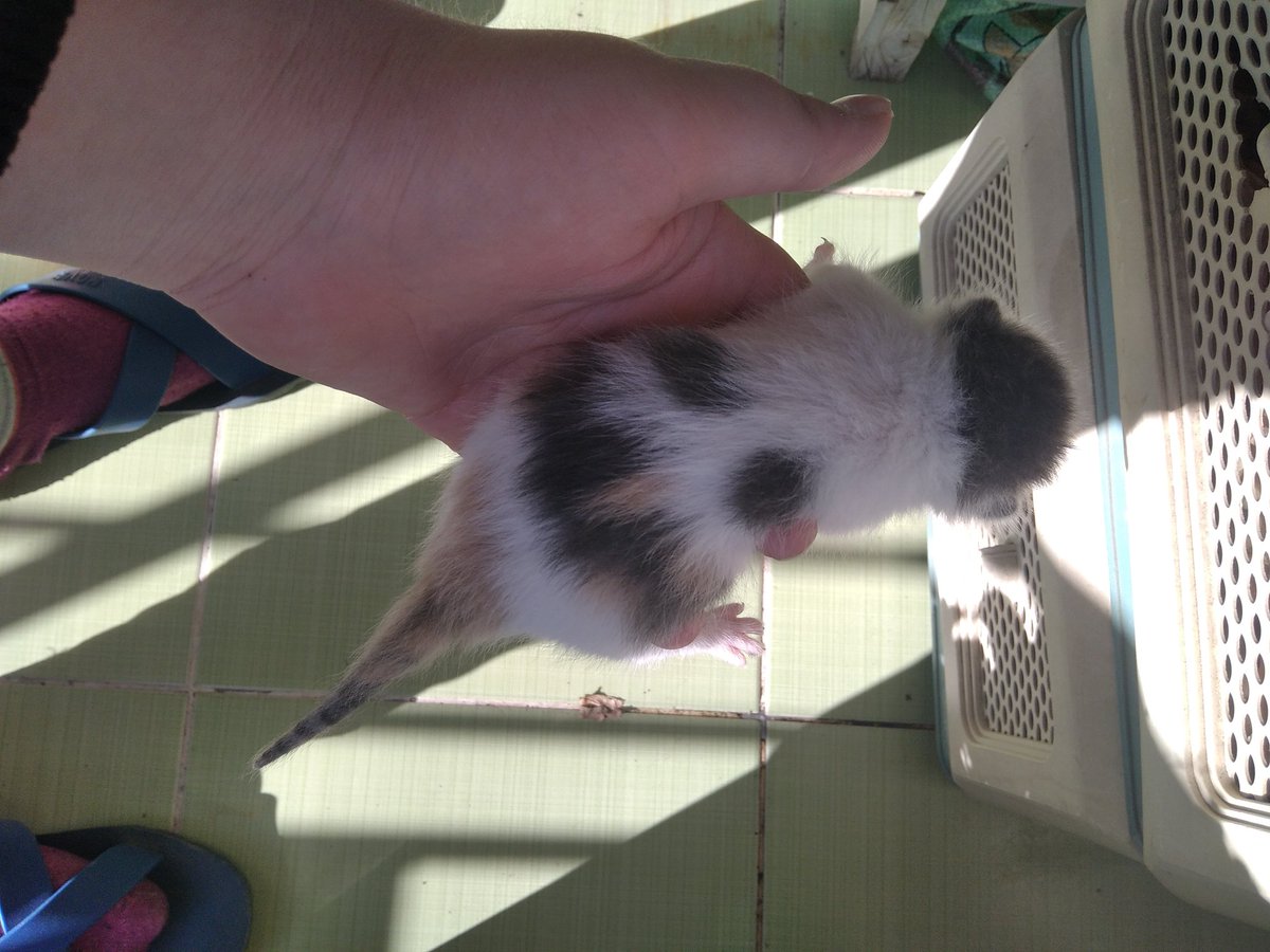 BartugBatun's tweet photo. ÇOK TATLI LAR 🐱🐈🐱 https://t.co/kaa2lfnuWu