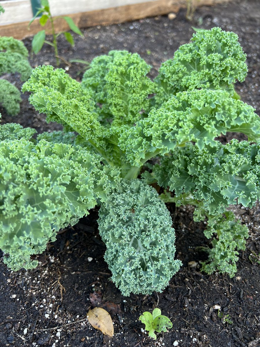 VaNiPaLeTi's tweet photo. Send me all your favorite recipes (with links ) to use #lettuce, #Swiss chard & #kale other than smoothies !!!
My planter gardening is doing well 😂 as you can see 😎
#acgfoodies
#gardeningismytherapy
#growyourownfood 🤪
#gitwitter
#medtwitter
#planter2table https://t.co/1mmfprGWfO
