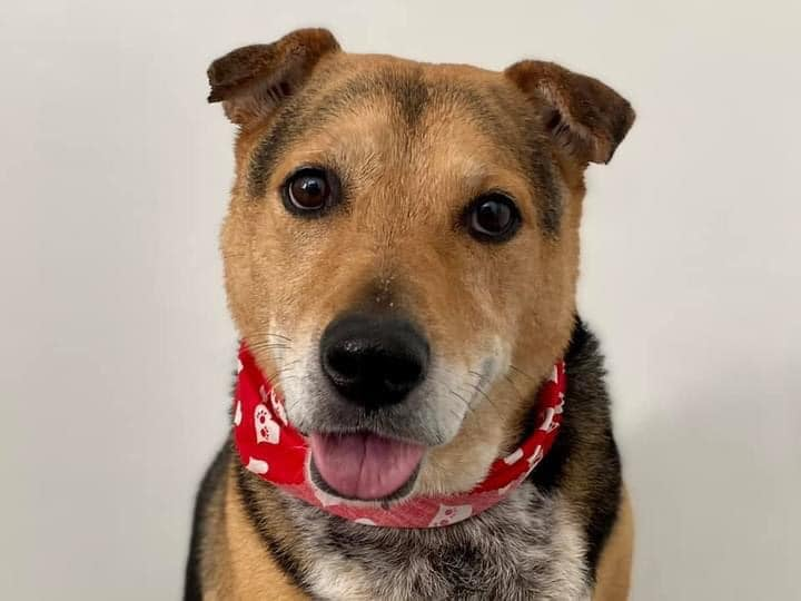 DDAF_org's tweet photo. BIG #NMDOG LoVe to the good hUmans at (DDAF) ❤
Because of their ongoing support to @NM_DOG by way of an appreciated grant.....we've been able to provide little MERRY ETHEL with the time she needed to recover from her ordeal, along with the very best medical diagnostics & care! https://t.co/s3TJJKRmVR