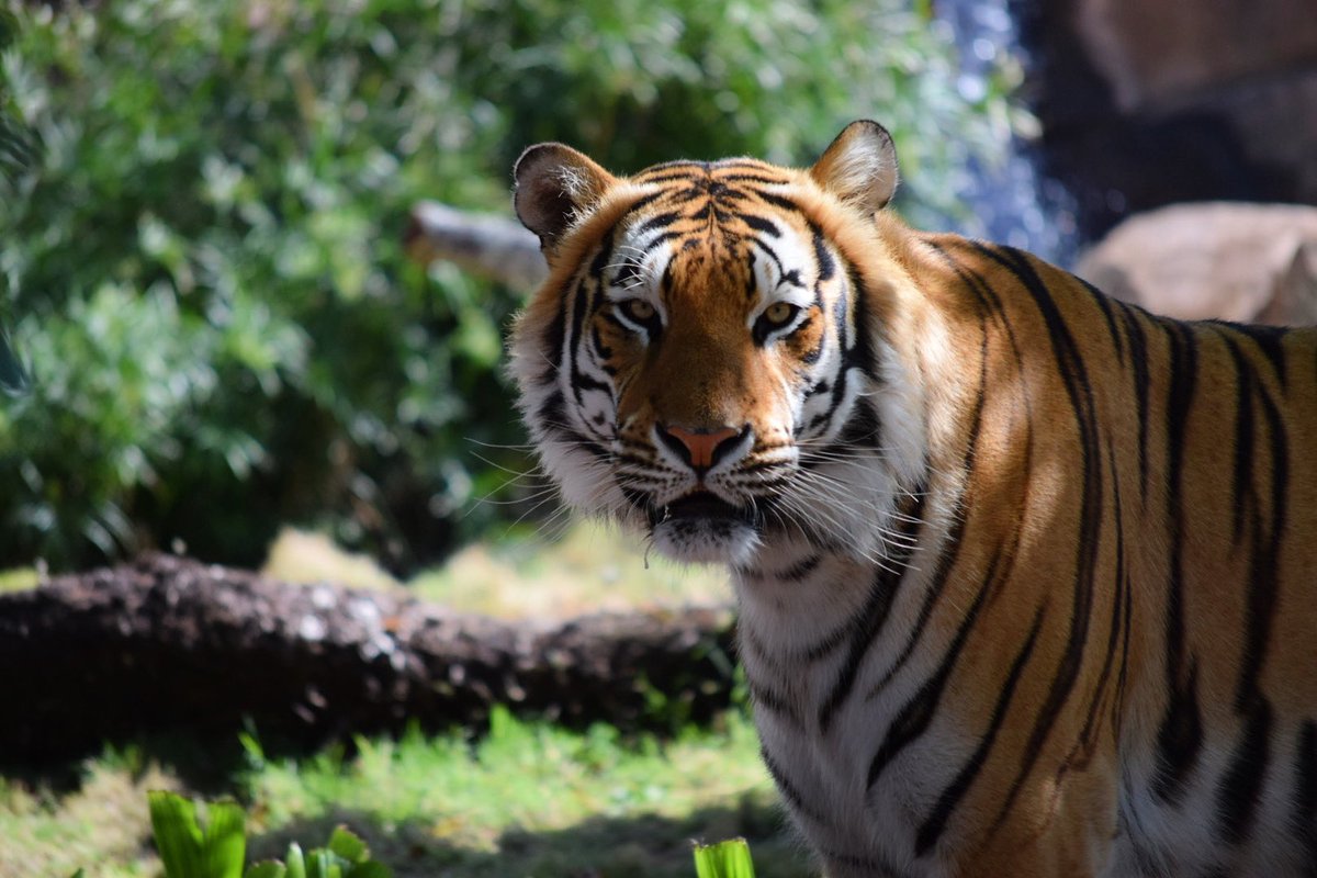 MikeTheTiger's tweet photo. Feeling particularly fierce today. https://t.co/UevmcCkEjz