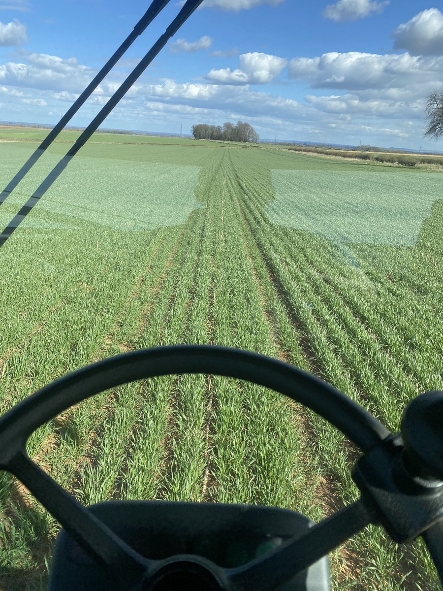 Lovely day for applying some N on the WW.