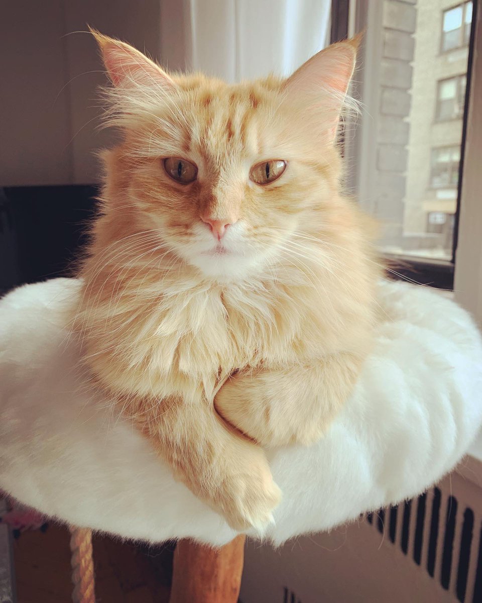 nyckittens's tweet photo. #Caturday #weekendvibes #CatsOfTwitter https://t.co/av8m90L8bJ