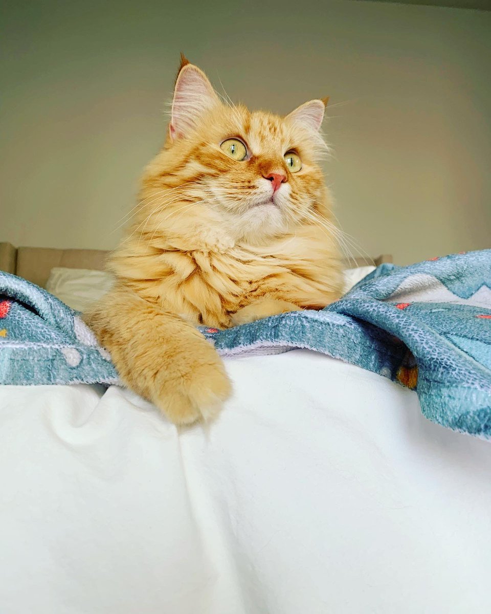 nyckittens's tweet photo. #Caturday #weekendvibes #CatsOfTwitter https://t.co/av8m90L8bJ