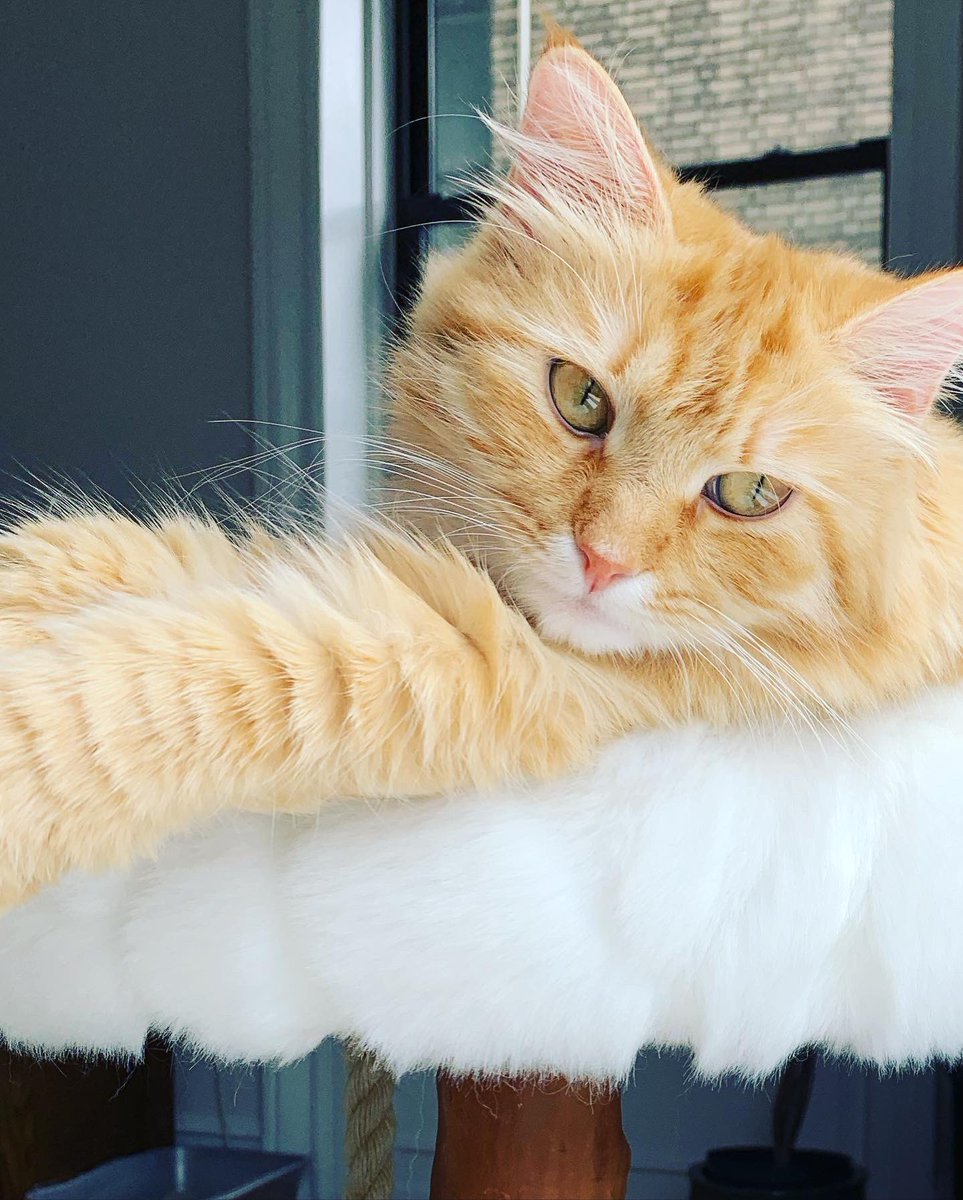 nyckittens's tweet photo. #Caturday #weekendvibes #CatsOfTwitter https://t.co/av8m90L8bJ