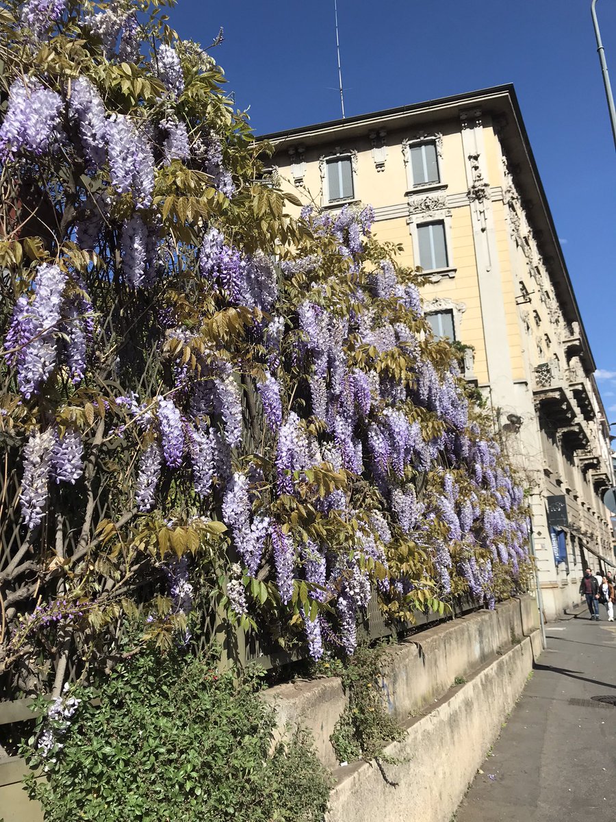 CleliaMussari's tweet photo. E che, io no #glicini? #Milano 
Viale Montegrappa https://t.co/E2K9A3OMXr