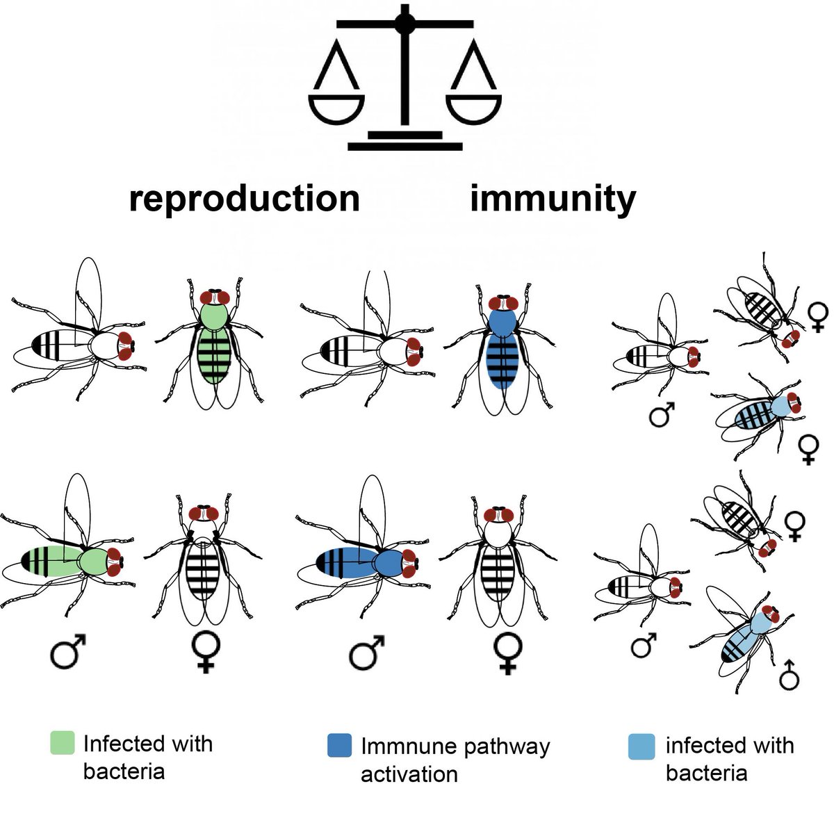 Carolina Rezaval tweet media