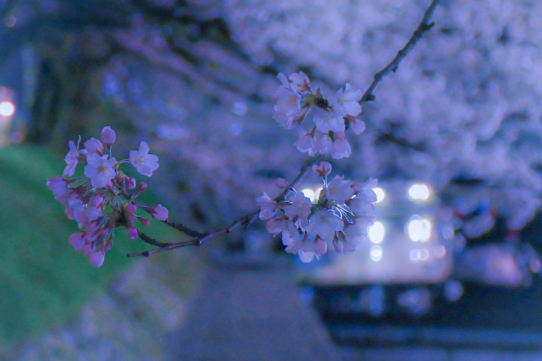 TAKAI40621697's tweet photo. 夜に写真撮るのって難しいね😅

#写真好きな人と繫がりたい 
#ファインダー越しの私の世界
#photo 
#photograghy 
#さくら #桜 #夜桜 https://t.co/cVuPHVqrnw