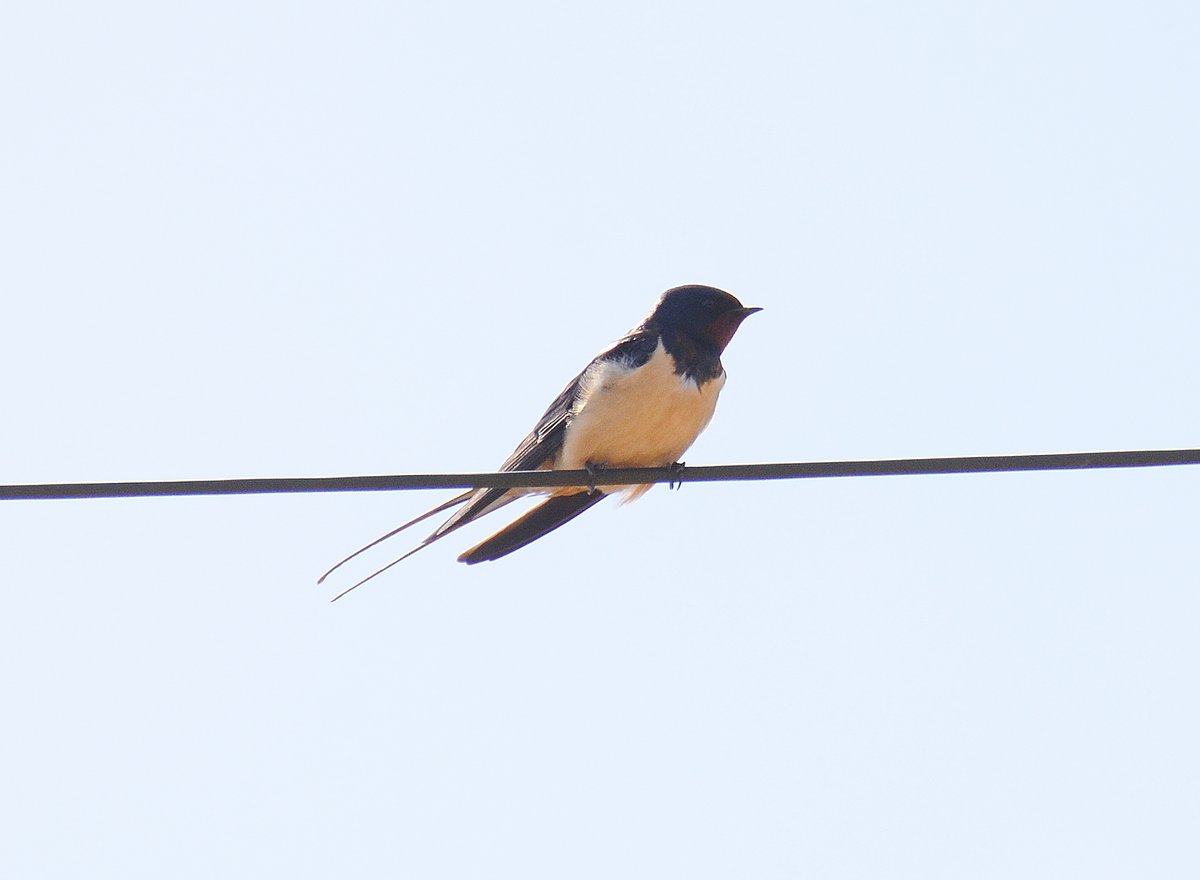 My first #sighting of this years return of #Swallow four of them in @villagebawburgh #Norfolk @Natures_Voice @RSPBEngland @_BTO @NorfolkWT @BBCSpringwatch