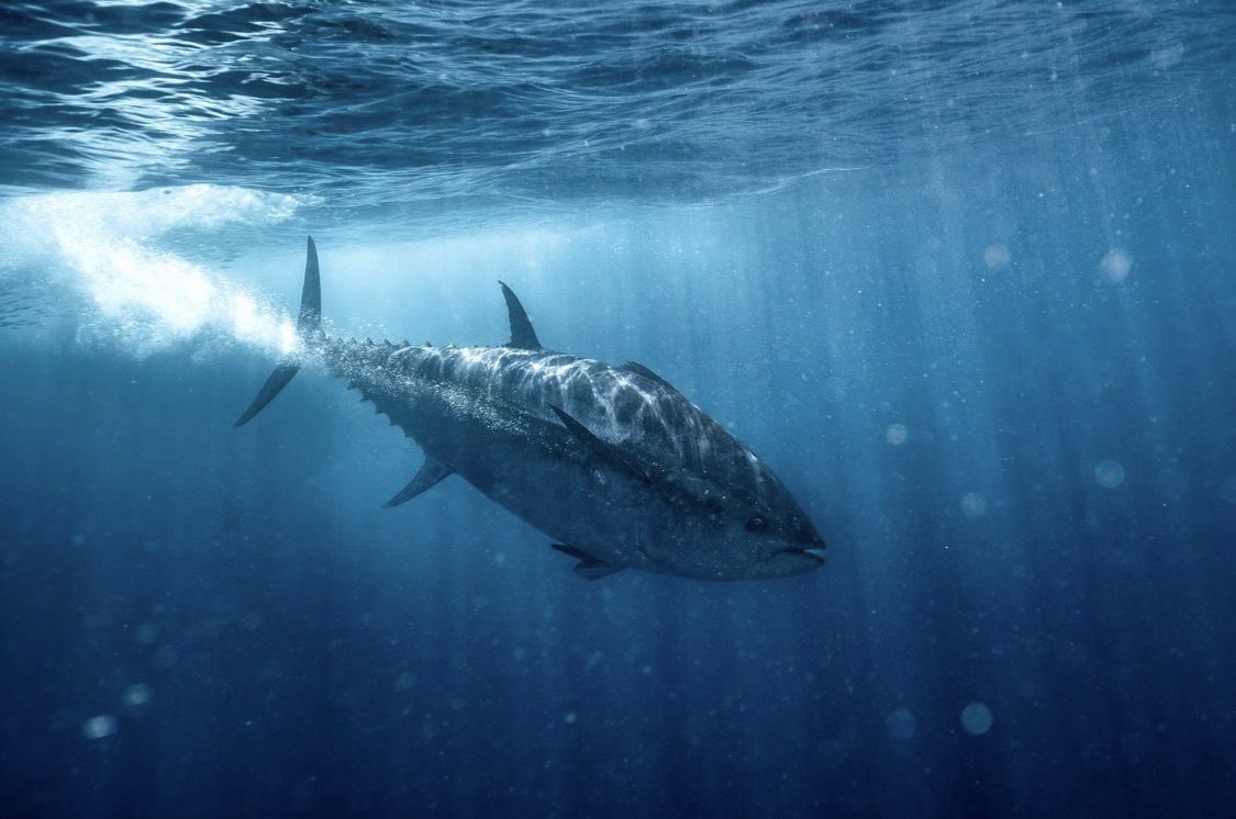 Tuna are incredible and intelligent apex predators that we should revere and protect, not eat into extinction.

This is a story thread on the transatlantic life cycle and behavioral ecology of the magnificent giant bluefin:

blueplanetsociety.org/marine-life-is…