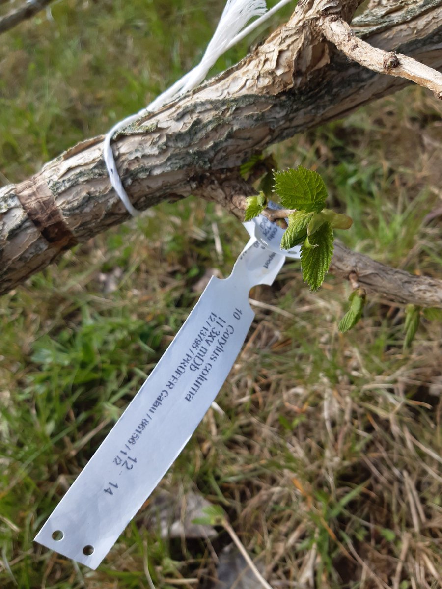 Agroforst_DeFAF's tweet photo. Mit Haselbäumen, Esskastanien und vielem mehr wurde heute bei einer #Pflanzaktion in Zinnitz, #Calau, noch mehr #Vielfalt in das #Agroforstsystem gebracht. Viele helfende Hände und nebenbei Spenden für die #Ukraine. #weiterso! #Agroforst #nachhaltig #zukunftsfähig https://t.co/vZL6dYwY6d