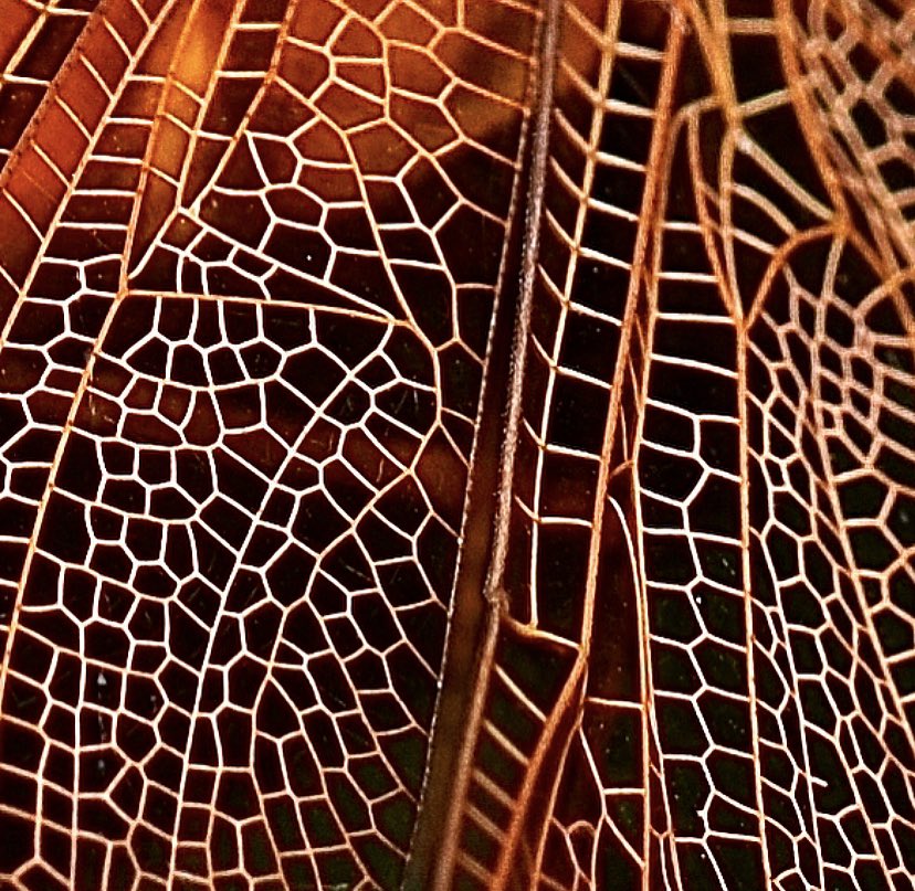 IncNaturalist's tweet photo. A zoom of dragonfly wings. What a superb design. https://t.co/AUiLB838uc