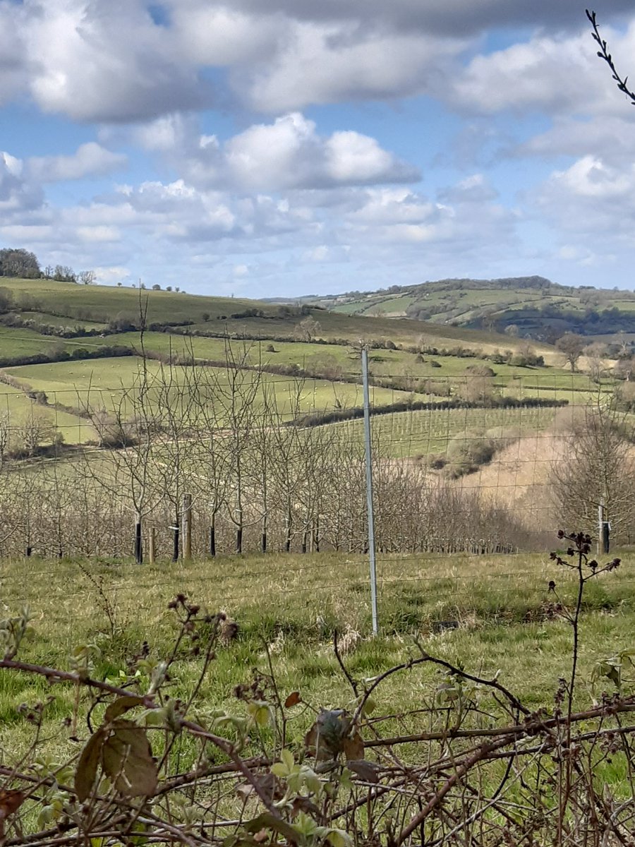 Neighbo57332119's tweet image. Just back from a lovely four hour walk it was #Gloucestershire on the map today.
Great to interact with #localresidents on route. Pleased to say there were considerate #dogowners about &amp;amp; lots of little nearly born farm animals happily enjoying the sunshine #93015 #LambingSeason