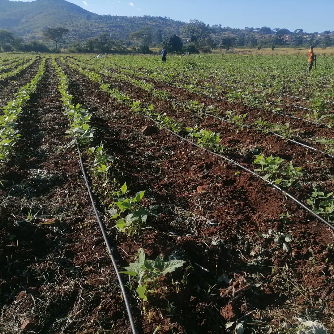 ModibeMotloutsi's tweet photo. Green beans, trust the progress https://t.co/GhNCqnXgCr
