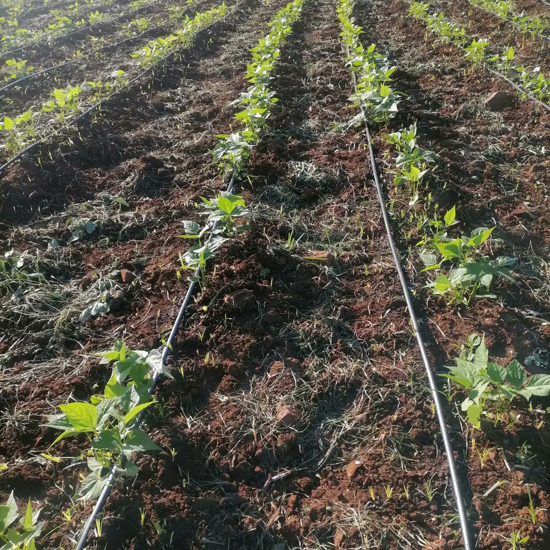 ModibeMotloutsi's tweet photo. Green beans, trust the progress https://t.co/GhNCqnXgCr
