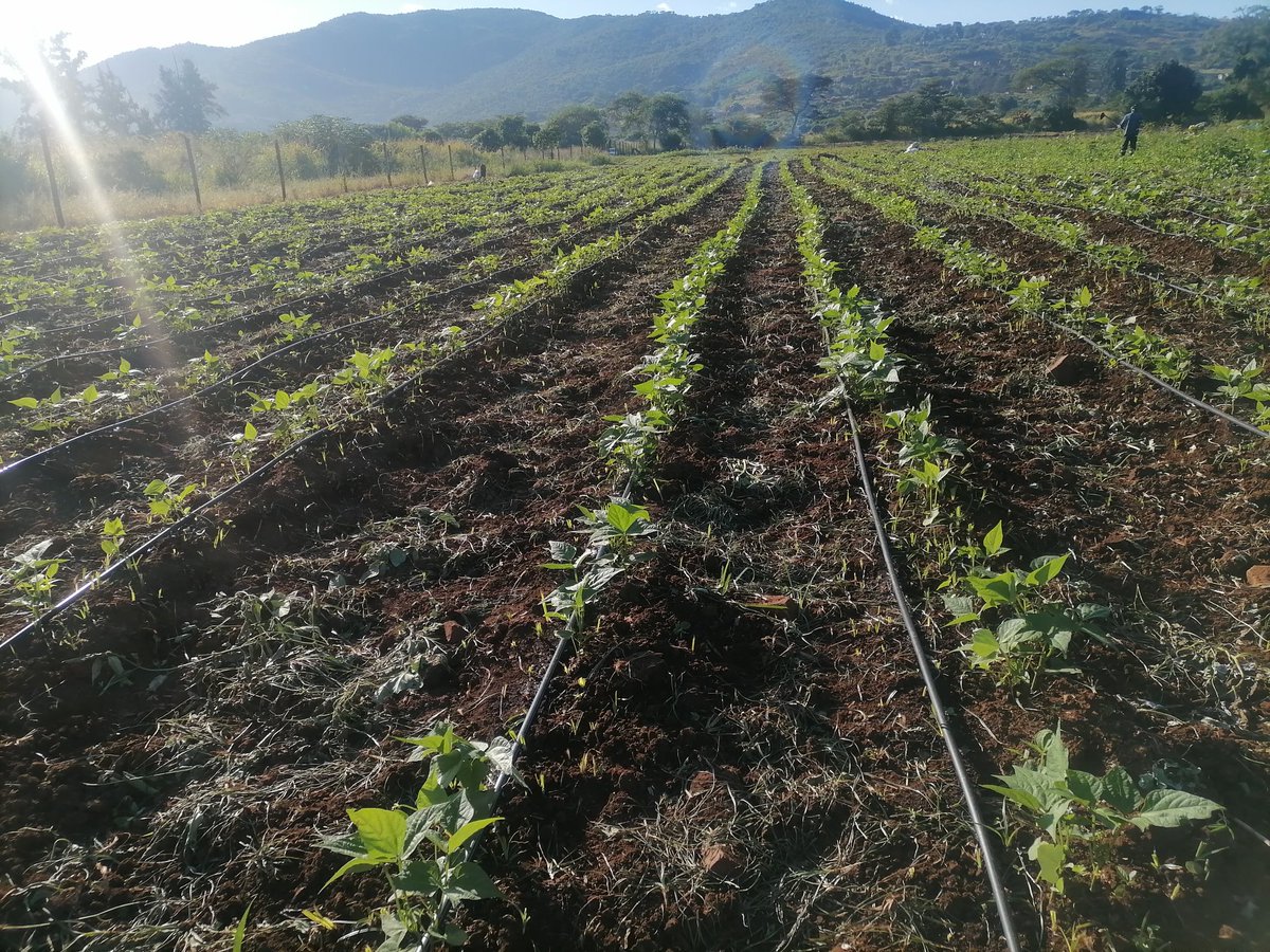 ModibeMotloutsi's tweet photo. Green beans, trust the progress https://t.co/GhNCqnXgCr