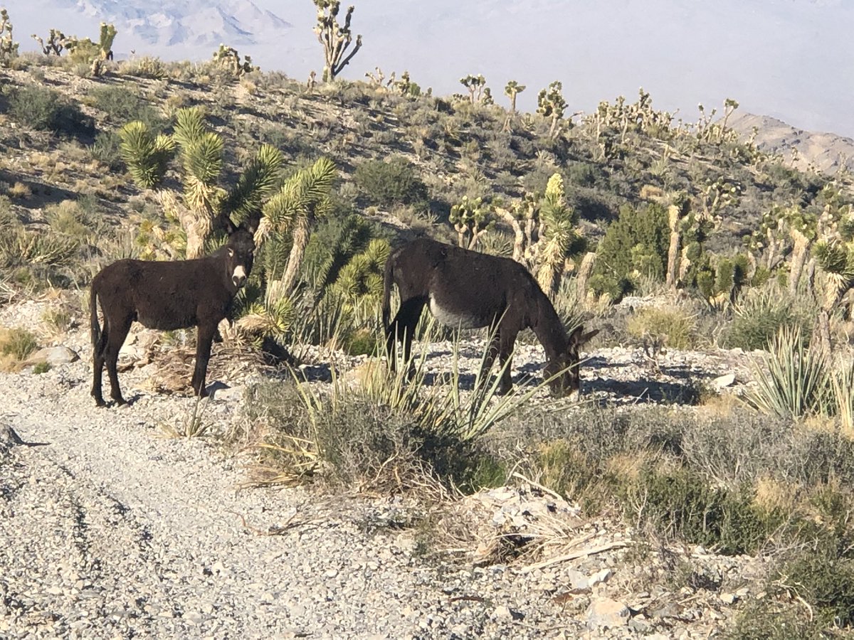 davidgibbonslv's tweet photo. @LasVegasLocally @LibbySchaaf She's so lucky she doesn't have to hang out in this nasty desert! https://t.co/cGpJXFBR7O
