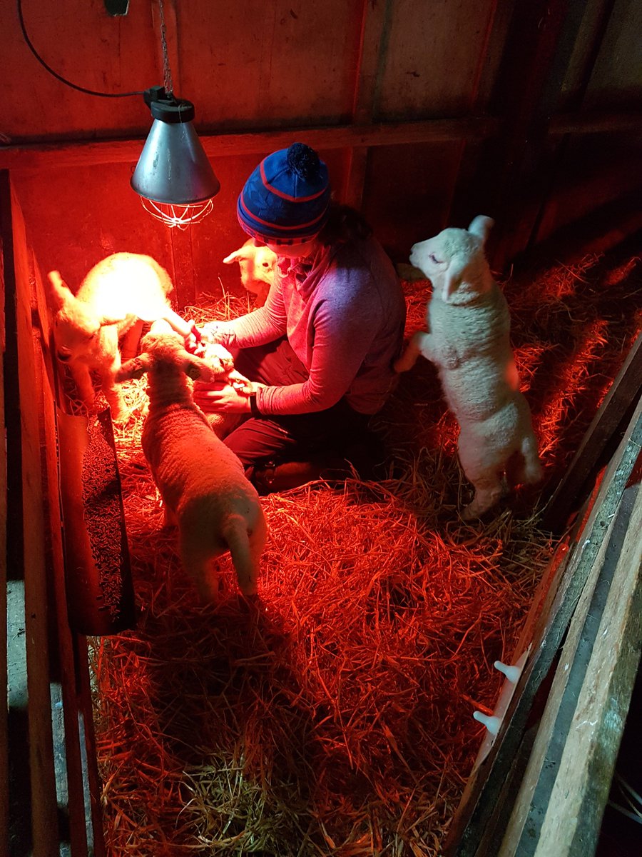 Sending Flor Ryan's lovely photo with good wishes to everyone for whom this is part of the daily routine at the moment! If you like this image, support a good cause and order the book to see more stunning photos and texts from moredun.org.uk/shop/books/the…
@Sheepvetsoc @Moreduncomms