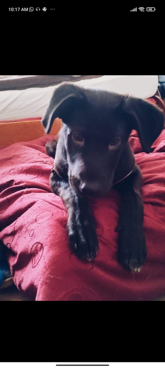 AndresFlorian99's tweet photo. Buenos días para todos ! 
El Día de ayer me encontré este perrito en britalia -localidad Kennedy 
Tiene un arnés rojo, espere hasta altas horas para ver si aparecía el dueño pero no .
Si de casualidad es de alguno de ustedes o quieren adoptarlo https://t.co/eZyLN6ffow