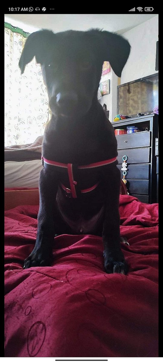 AndresFlorian99's tweet photo. Buenos días para todos ! 
El Día de ayer me encontré este perrito en britalia -localidad Kennedy 
Tiene un arnés rojo, espere hasta altas horas para ver si aparecía el dueño pero no .
Si de casualidad es de alguno de ustedes o quieren adoptarlo https://t.co/eZyLN6ffow