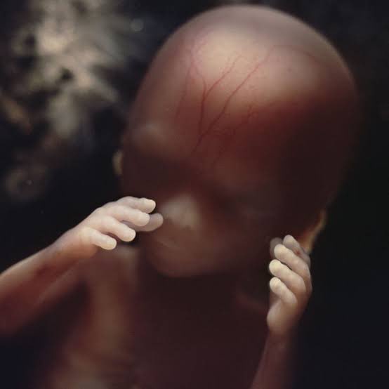 ccanalesss's tweet photo. Si ellos son cúmulos de células, todo humano es un cúmulo de células.

No hay humanos más humanos que otros. https://t.co/2nTwF2YUYM